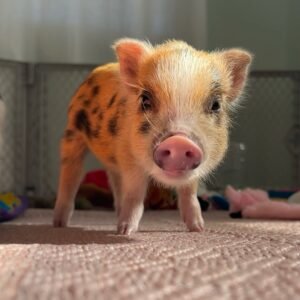 Bella - Sweet Mini Piglet