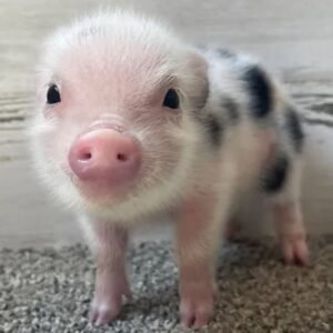 Iggy Juliana Mini Pig