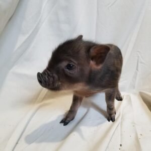 Mirina - Sweet Mini Piglet