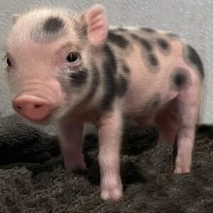 Pumba Mini Pigs