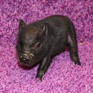 Tommy - Playful Mini Piglet